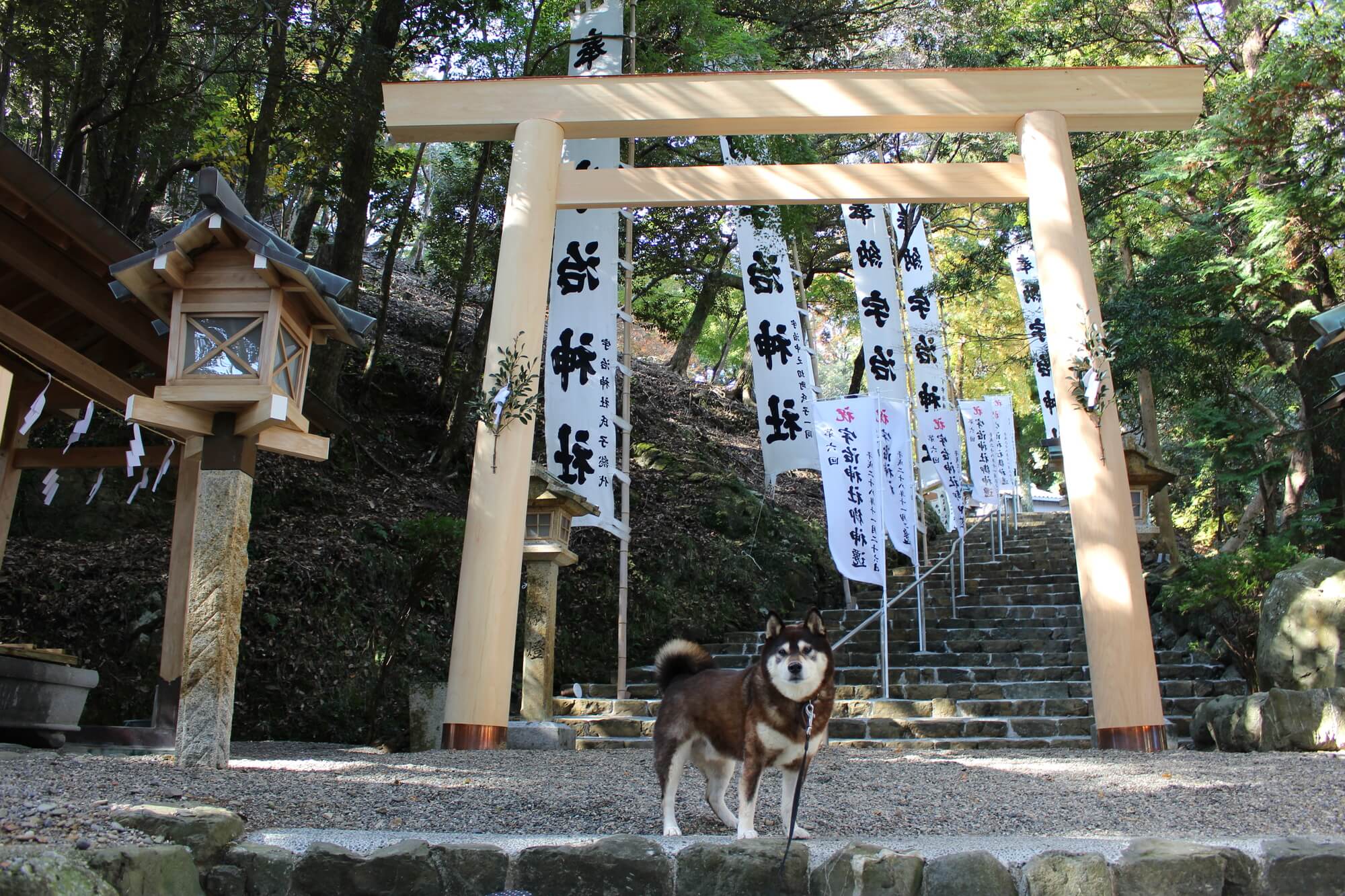 京都府全域（亀岡市、宇治市、舞鶴市など）で愛犬と入店できるドッグカフェ4選